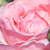 Różowy  - Róże rabatowe grandiflora - floribunda - Queen Elizabeth